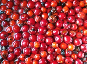 Pīlādžu ievārījums.