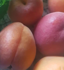 Aprikozes ēdienos un dzērienos: padomi un interesanti fakti