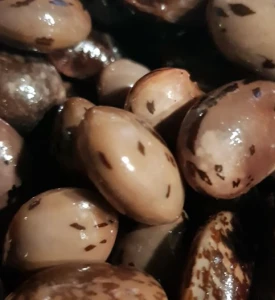 Pupiņas — praktiski padomi un interesanti fakti