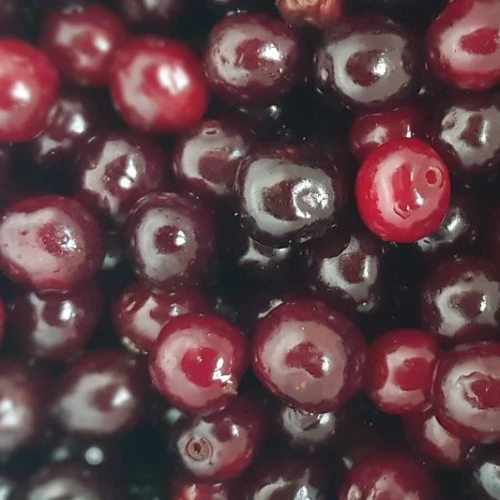 skabie-kirsi2.jpg